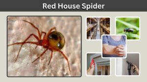 Red House Spider: Identification, Bite, Size & Facts