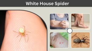 White House Spider: Identification, Types, Bites & Facts
