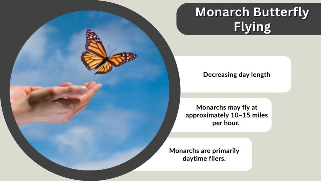 Monarch Butterfly Flying: Speed, Height, Distance, and Migration