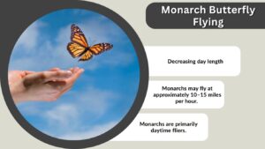 Monarch Butterfly Flying: Speed, Height, Distance, and Migration