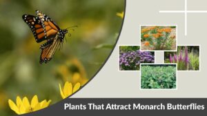 Plants That Attract Monarch Butterflies: Milkweed & Garden Tips