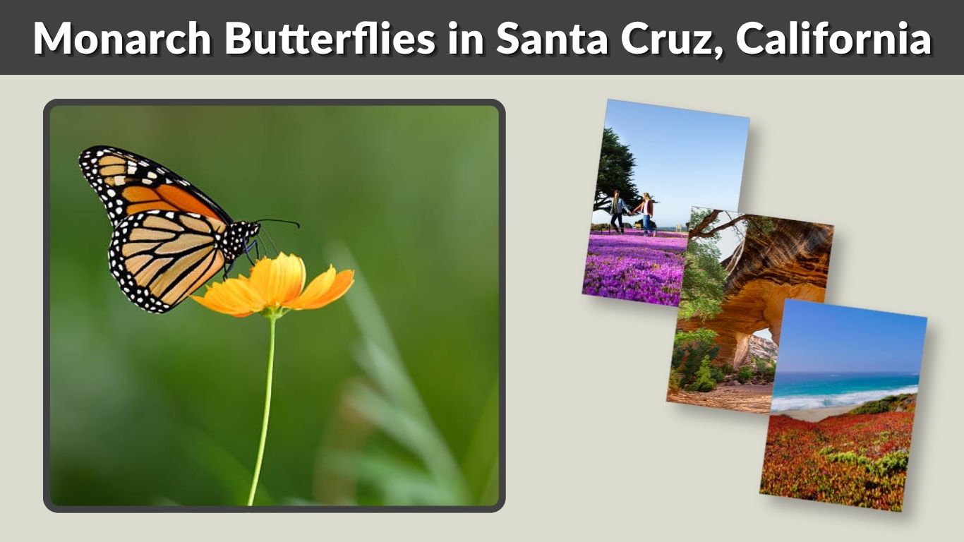 Monarch Butterflies in Santa Cruz, California: Season, Location & Tips 