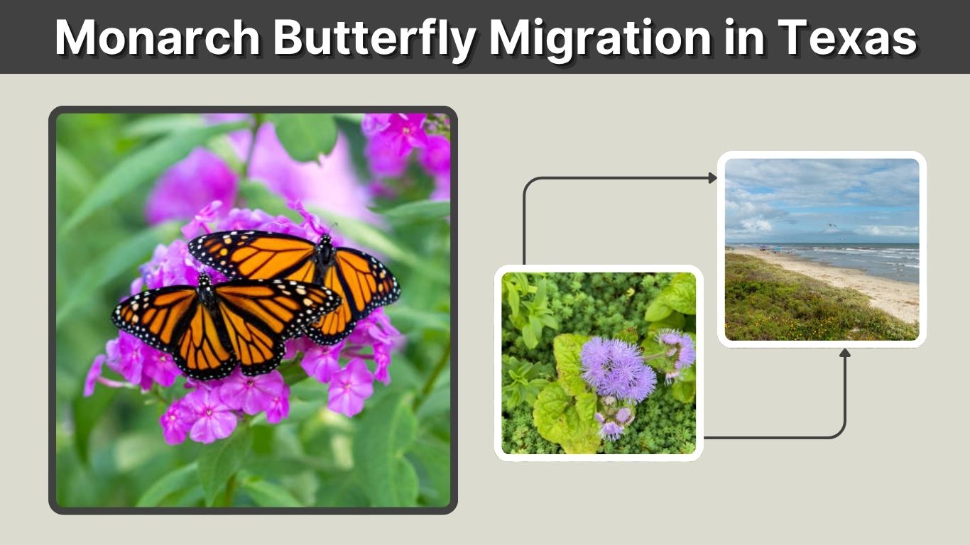 Monarch Butterfly Migration in Texas: Season and Route