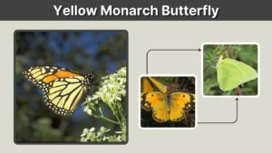Yellow Monarch Butterfly: Is It Real or a Look-Alike?