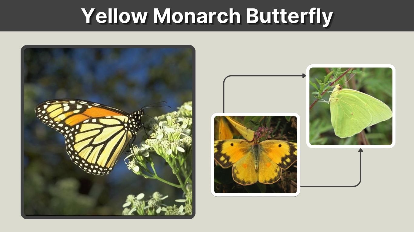 Yellow Monarch Butterfly: Is It Real or a Look-Alike?