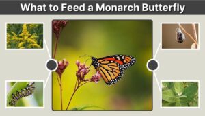 What to Feed a Monarch Butterfly: Complete Feeding Guide