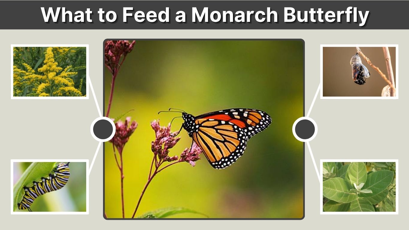 What to Feed a Monarch Butterfly: Complete Feeding Guide