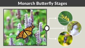 Monarch Butterfly Stages: Life Cycle From Egg to Adult