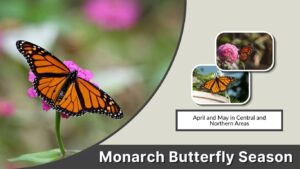 Monarch Butterfly Season: When and Where to See Them