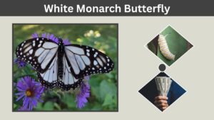 White Monarch Butterfly: Genetics, Hawaii and Identification