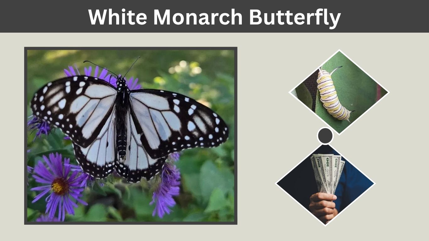 White Monarch Butterfly: Genetics, Hawaii and Identification