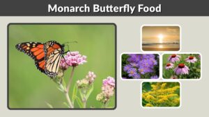 Monarch Butterfly Food: What Do Monarchs Eat?