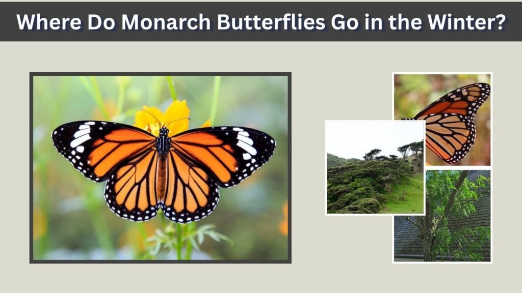 Where Do Monarch Butterflies Go in the Winter?