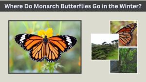 Where Do Monarch Butterflies Go in the Winter?