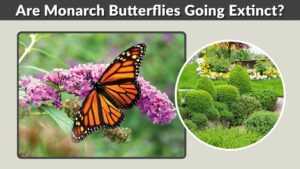 Are Monarch Butterflies Going Extinct? Causes & Facts