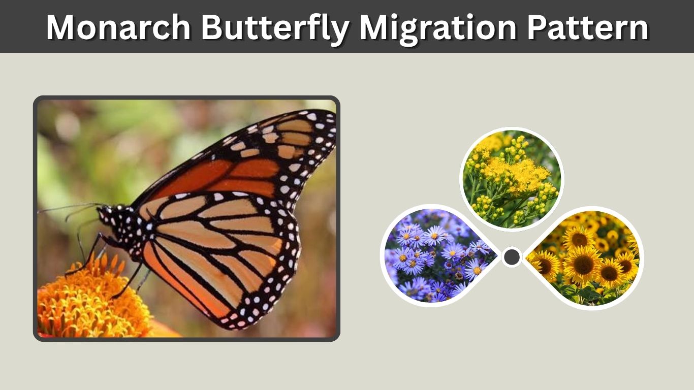 Monarch Butterfly Migration Pattern: Routes, Seasons & Map