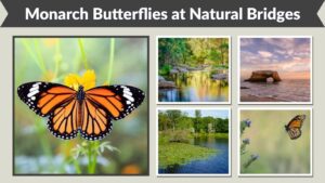 Monarch Butterflies at Natural Bridges: Best Time to Visit