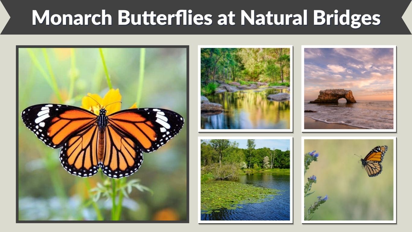 Monarch Butterflies at Natural Bridges: Best Time to Visit