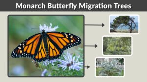 Monarch Butterfly Migration Trees: What Trees Do Monarchs Use?