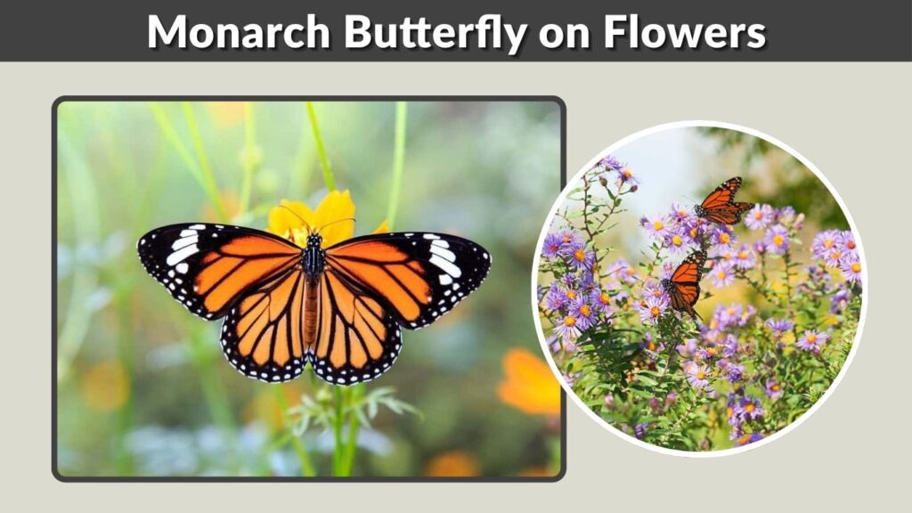 Monarch Butterfly on Flowers: Favorite Blooms & Feeding Guide