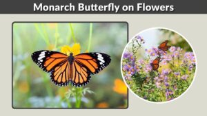 Monarch Butterfly on Flowers: Favorite Blooms & Feeding Guide