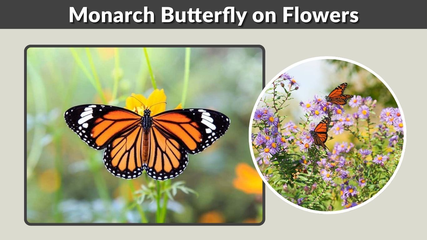 Monarch Butterfly on Flowers: Favorite Blooms & Feeding Guide