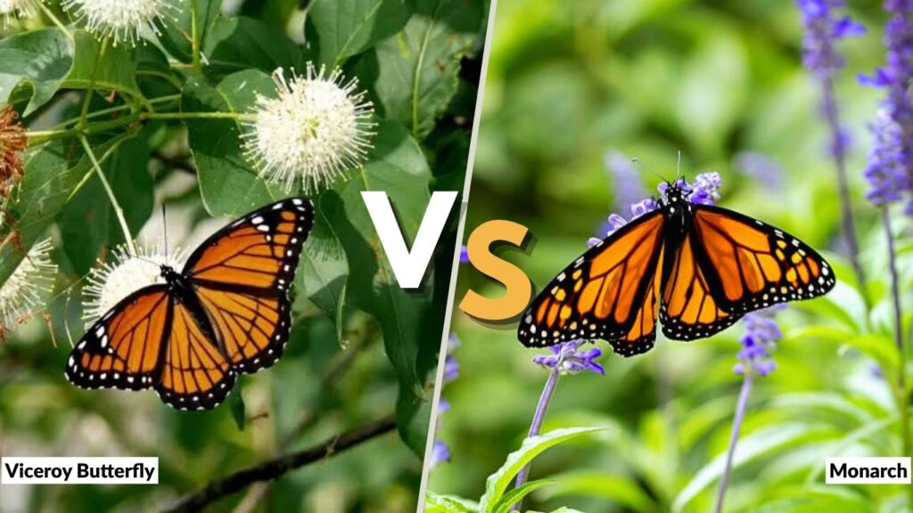 Viceroy Butterfly vs Monarch: How to Tell Them Apart