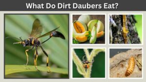 What Do Dirt Daubers Eat? 7 Common Foods in Their Diet