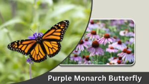 Purple Monarch Butterfly: Identification and Look-Alikes