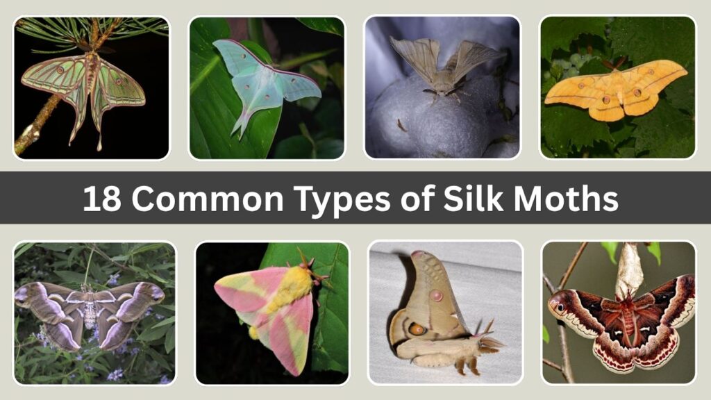 18 Common Types of Silk Moths: Different Species Identification By Image