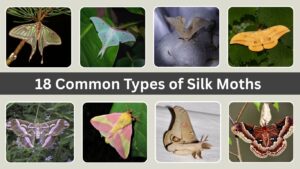 18 Common Types of Silk Moths: Different Species Identification By Image 