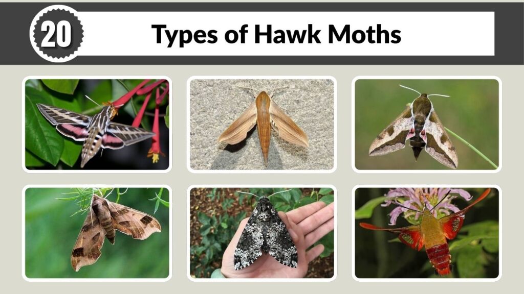 20 Types of Hawk Moths: Characteristics and Pictures