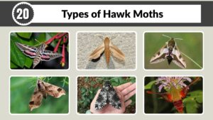 20 Types of Hawk Moths: Characteristics and Pictures