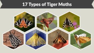 17 Types of Tiger Moths: Characteristics and Pictures
