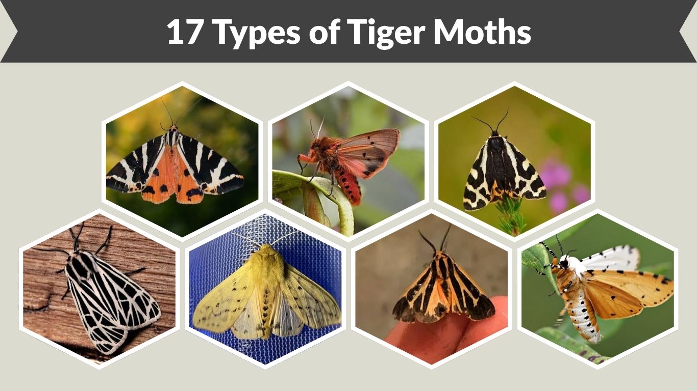 17 Types of Tiger Moths: Characteristics and Pictures