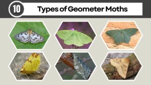 10 Types of Geometer Moths: ID, Color, Habitat, Diet & More