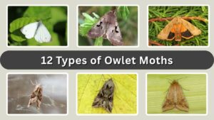 12 Types of Owlet Moths: Habitat, Diet, ID & Pictures