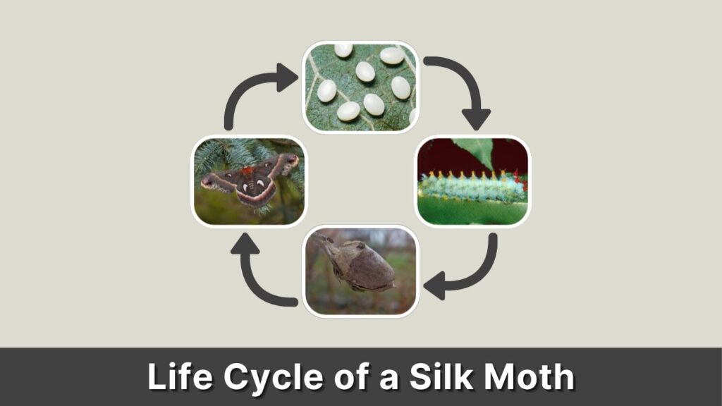 Life Cycle of a Silk Moth: Stages, Lifespan and Facts