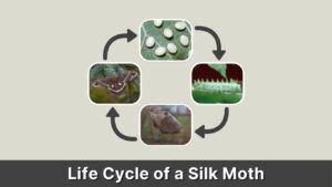 Life Cycle of a Silk Moth: Stages, Lifespan and Facts