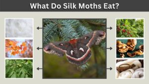 What Do Silk Moths Eat? 10 Foods, Diet and Feeding Facts