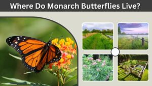 Where Do Monarch Butterflies Live? Habitat and Range