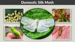 Domestic Silk Moth: Lifespan, Diet, Life Cycle and Facts