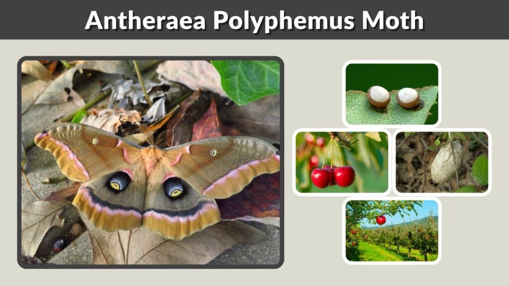 Antheraea Polyphemus Moth: Identification, Diet & Life Cycle