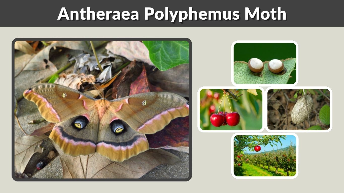 Antheraea Polyphemus Moth: Identification, Diet & Life Cycle