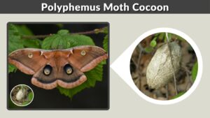 Polyphemus Moth Cocoon: Time, Care, Hatching & Facts