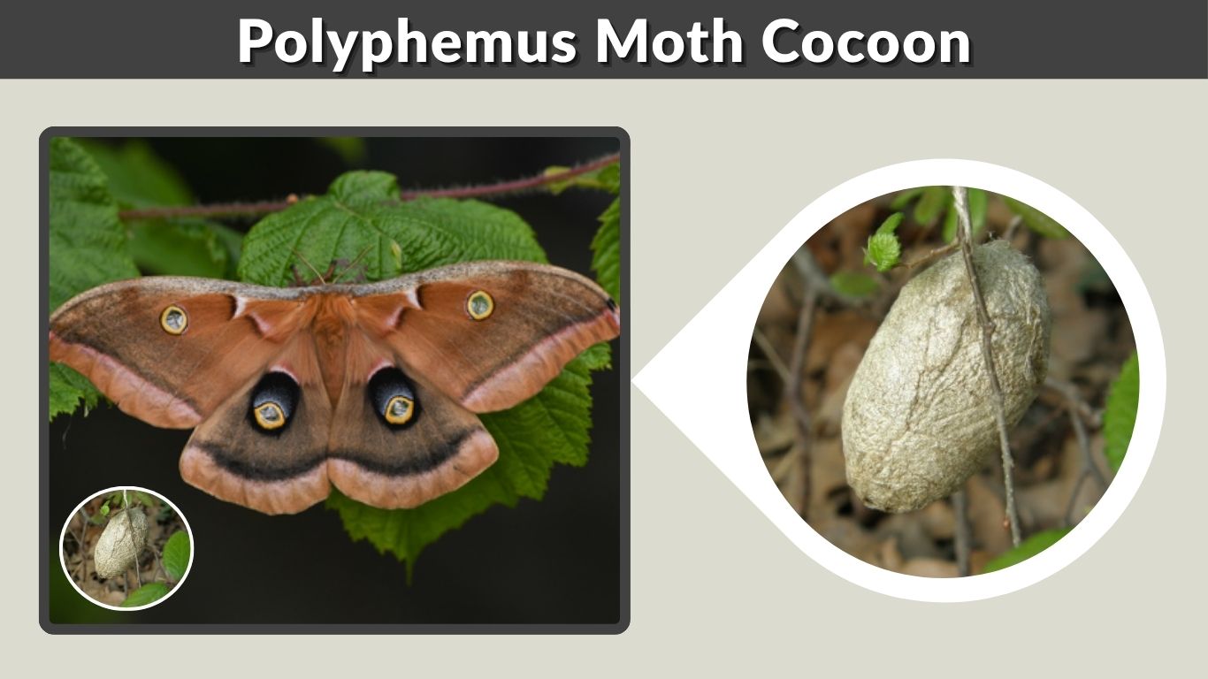 Polyphemus Moth Cocoon: Time, Care, Hatching & Facts
