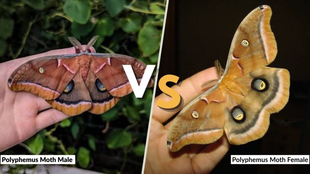 Polyphemus Moth Male vs Female: Key Differences