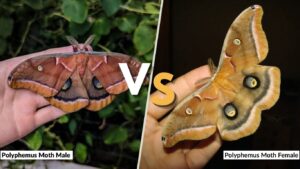 Polyphemus Moth Male vs Female: Key Differences