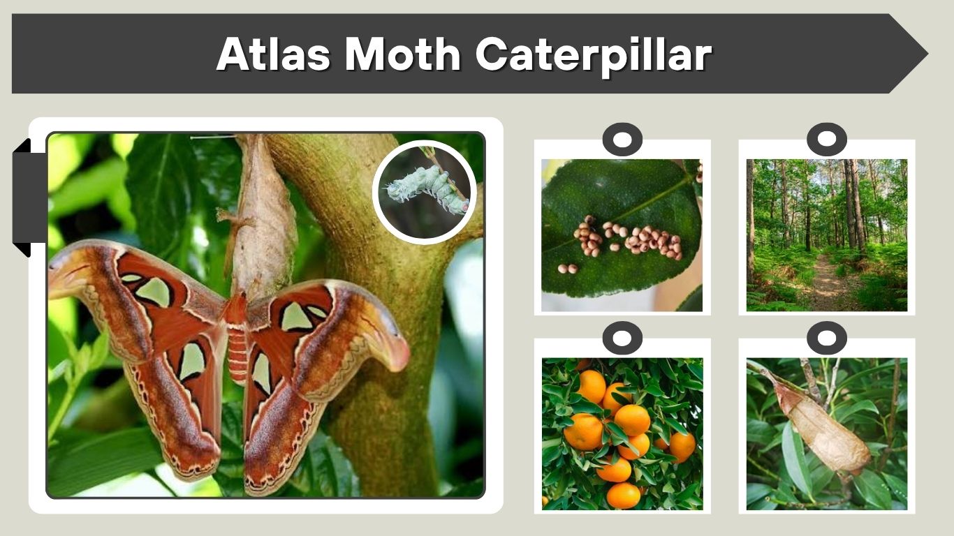 Atlas Moth Caterpillar: Size, Diet, Care and Life Cycle