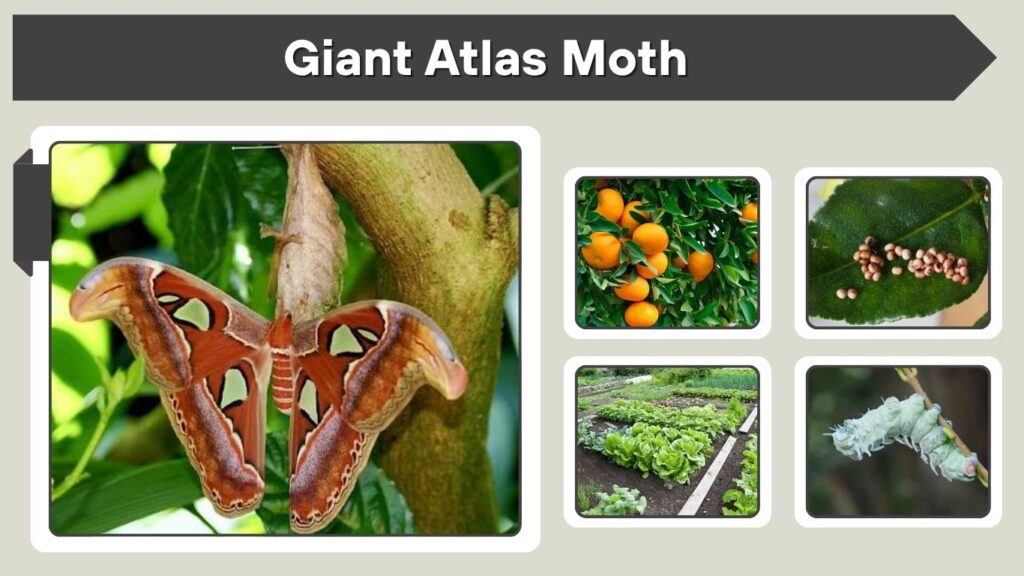 Giant Atlas Moth: Size, Lifespan, Life Cycle, Diet and Facts
